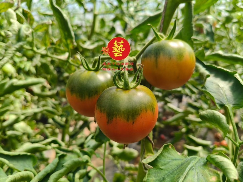 草莓番茄小果大果口感番茄苗抗病高产绿肩铁皮柿子西红柿苗