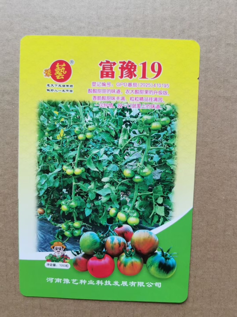 草莓番茄小果大果口感番茄苗抗病高产绿肩铁皮柿子西红柿苗