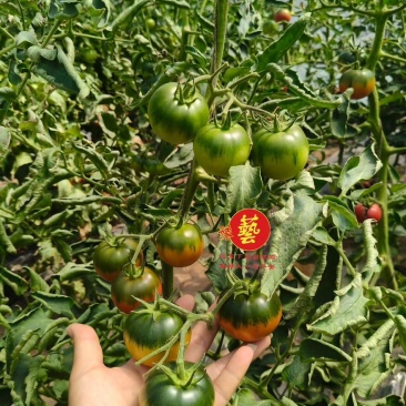 草莓番茄小果大果口感番茄苗抗病高产绿肩铁皮柿子西红柿苗
