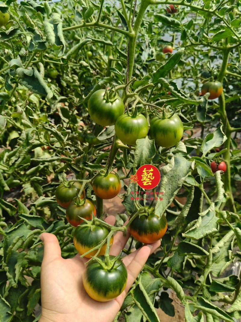 草莓番茄小果大果口感番茄苗抗病高产绿肩铁皮柿子西红柿苗