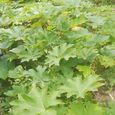 大通草，苗