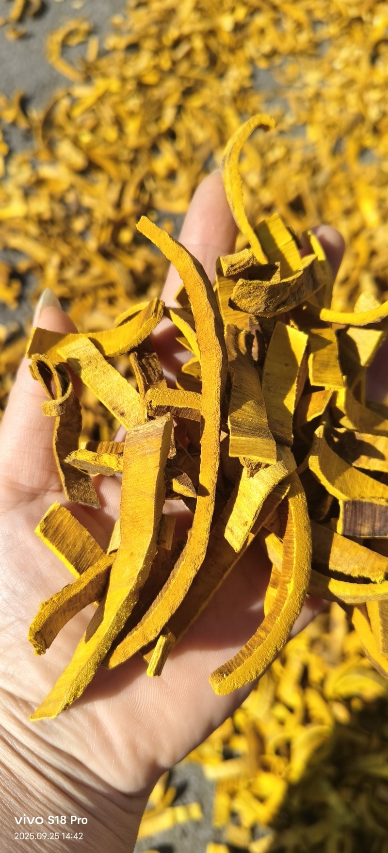 《黄柏》正品双面刮皮川黄柏实拍现货纯干无硫颜色鲜亮