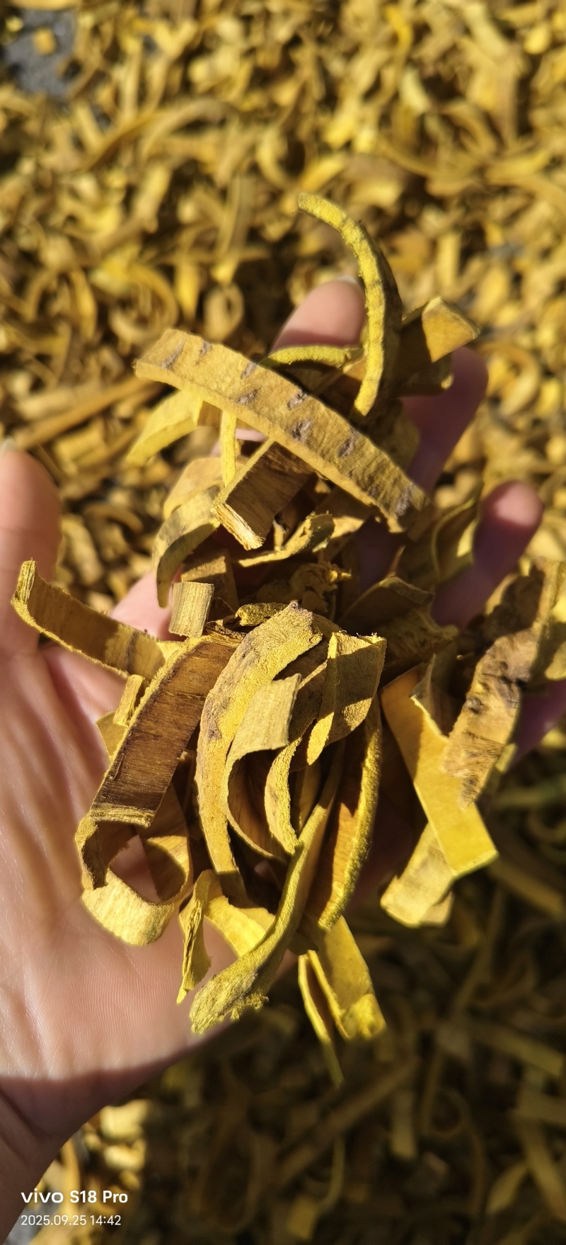《黄柏》正品双面刮皮川黄柏实拍现货纯干无硫颜色鲜亮