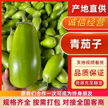 青茄子安阳内黄产地直发绿把茄子河南青茄果形端正
