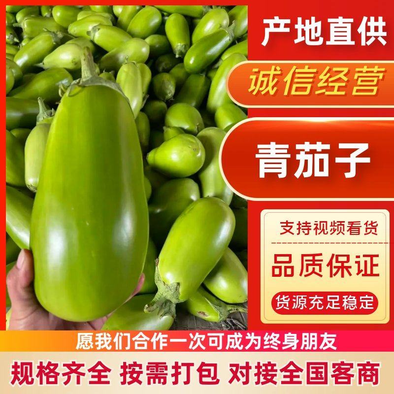 青茄子安阳内黄产地直发绿把茄子河南青茄果形端正