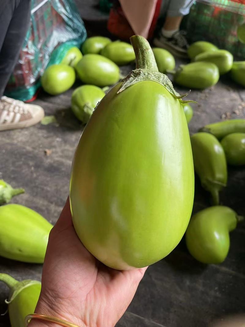 青茄子安阳内黄产地直发绿把茄子河南青茄果形端正