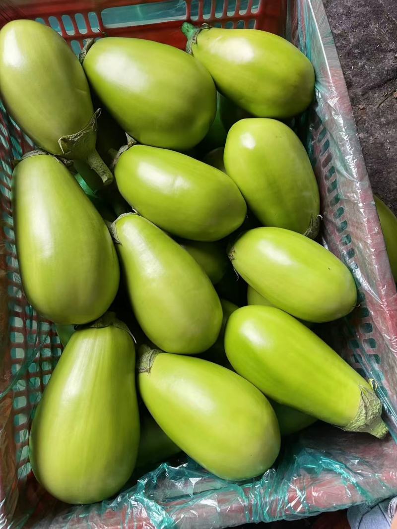 青茄子安阳内黄产地直发绿把茄子河南青茄果形端正