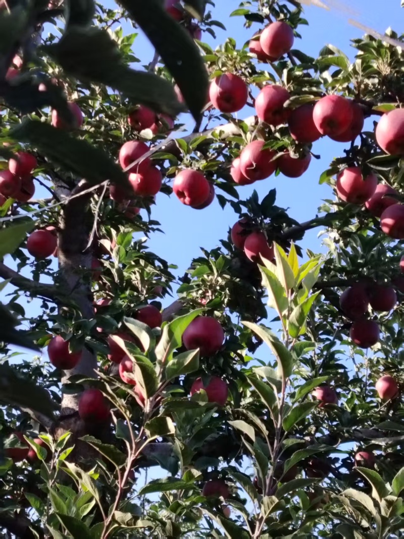 花牛，