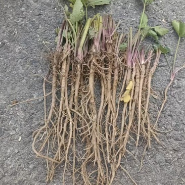 羌活苗一年苗甘肃基地直供质量保证一手货源全国发货