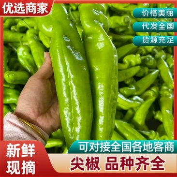 精品尖椒青黄皮辣椒牛角椒全国发货对接市场批发电商