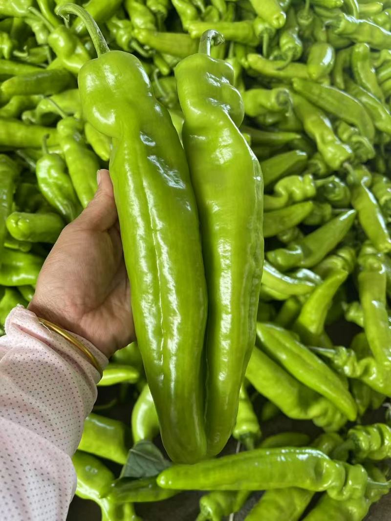 精品尖椒青黄皮辣椒牛角椒全国发货对接市场批发电商