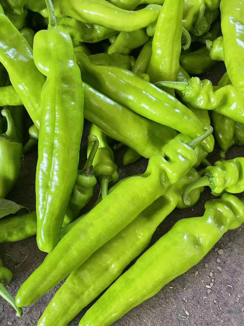 精品尖椒青黄皮辣椒牛角椒全国发货对接市场批发电商