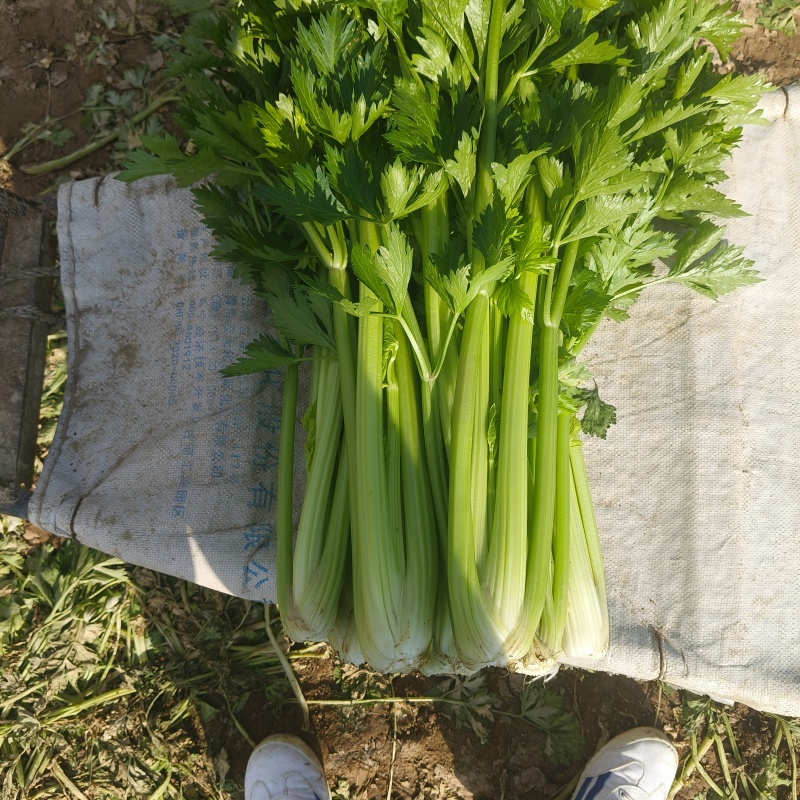 西芹