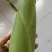 336品种个头九两左右