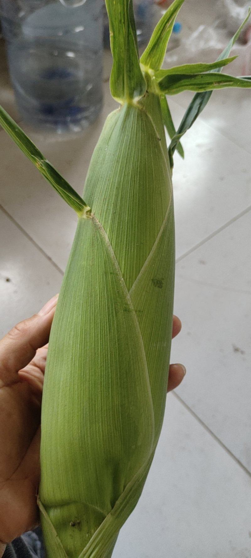 336品种个头九两左右