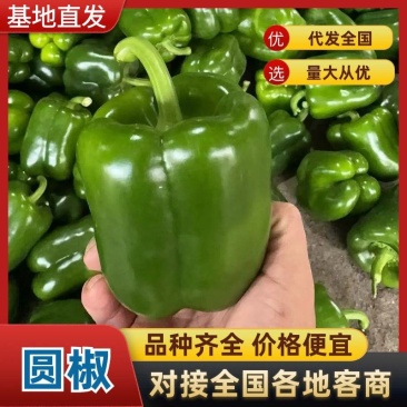 【圆椒】河南甜椒菜椒灯笼辣椒货源充足,优质方椒