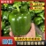 【圆椒】河南甜椒菜椒灯笼辣椒货源充足,优质方椒