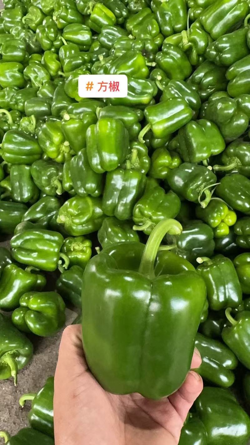 【圆椒】河南甜椒菜椒灯笼辣椒货源充足，优质方椒