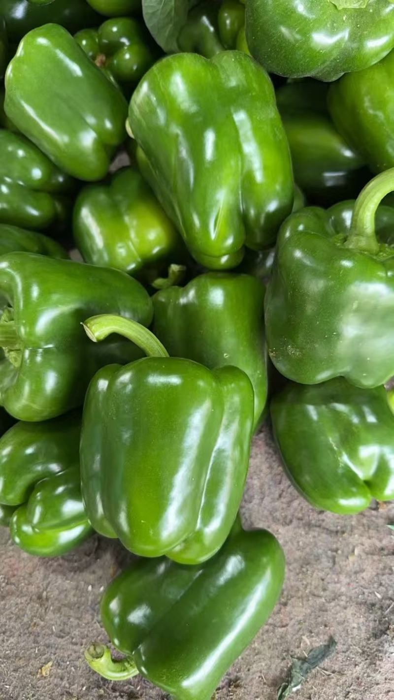 【圆椒】河南甜椒菜椒灯笼辣椒货源充足，优质方椒