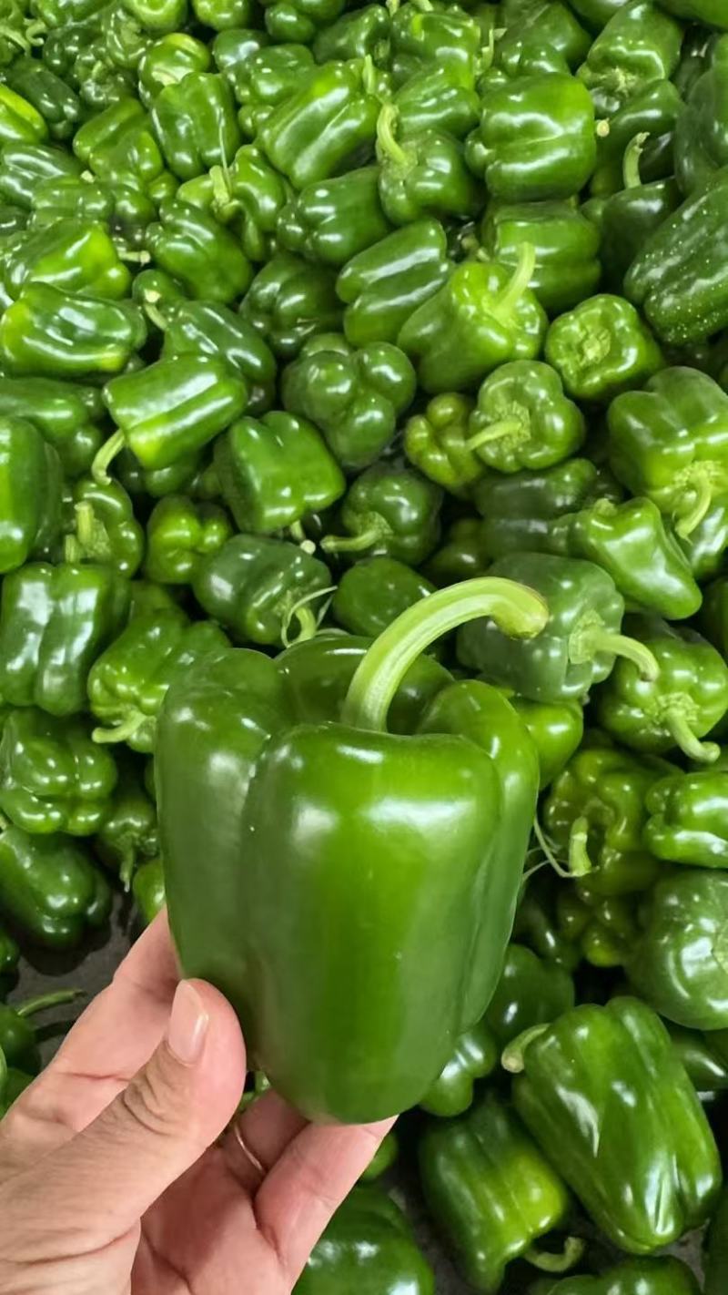 【圆椒】河南甜椒菜椒灯笼辣椒货源充足，优质方椒