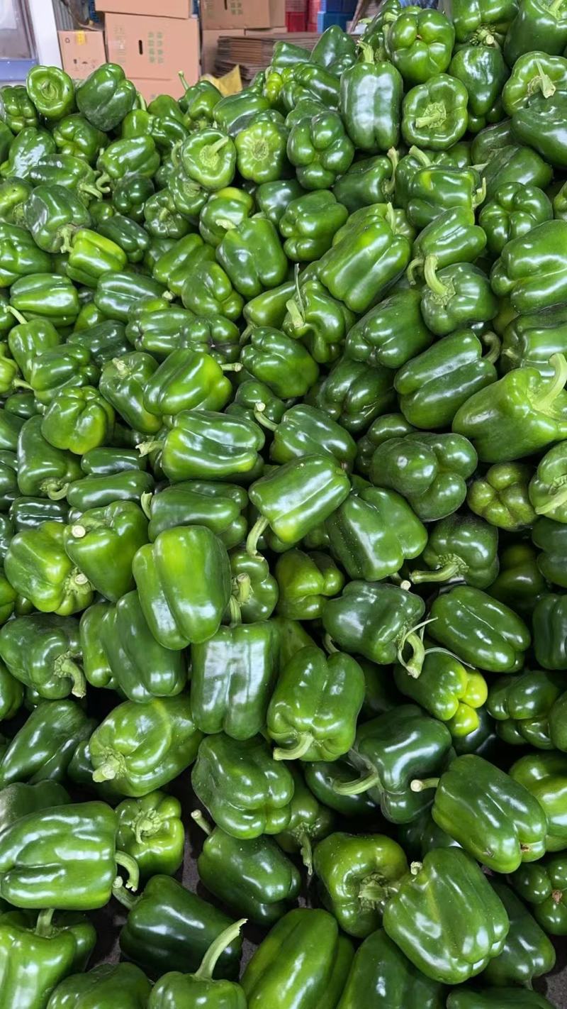 【圆椒】河南甜椒菜椒灯笼辣椒货源充足，优质方椒