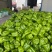 【圆椒】河南甜椒菜椒灯笼辣椒货源充足,优质方椒