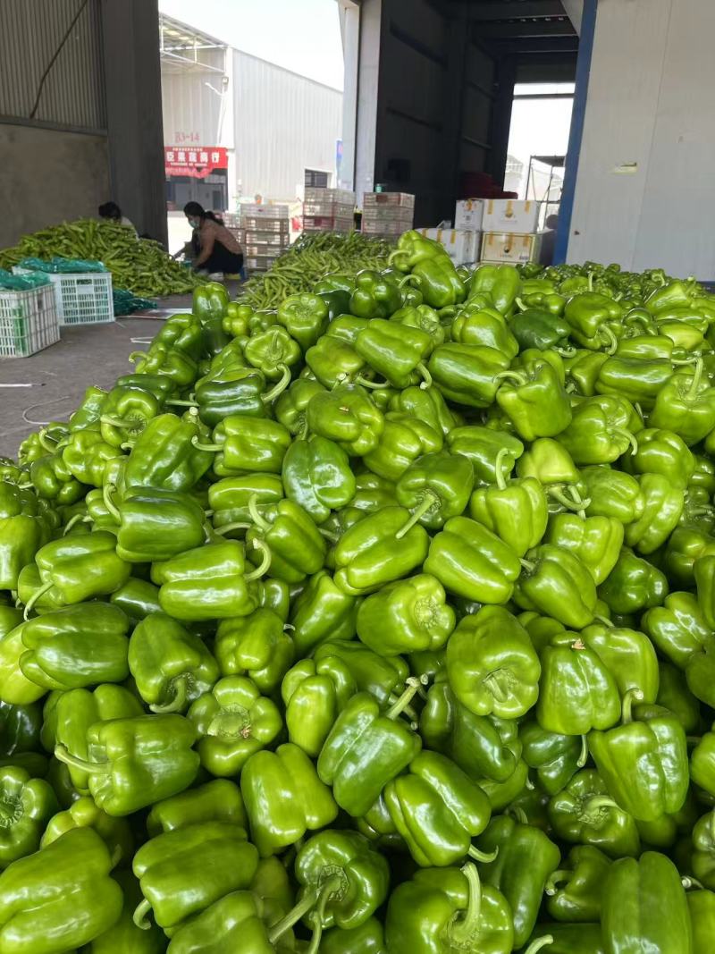 【圆椒】河南甜椒菜椒灯笼辣椒货源充足，优质方椒