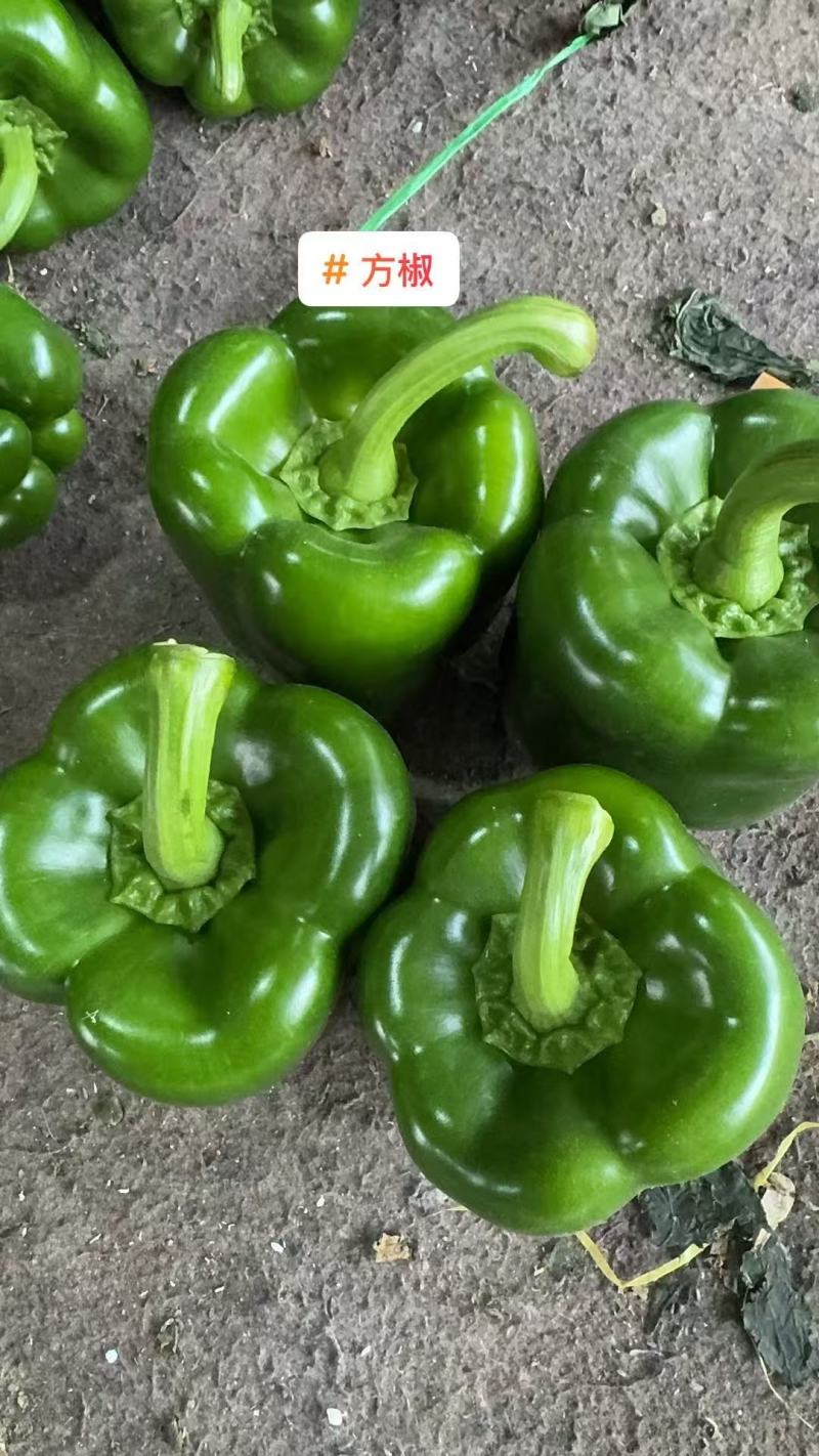 【圆椒】河南甜椒菜椒灯笼辣椒货源充足，优质方椒