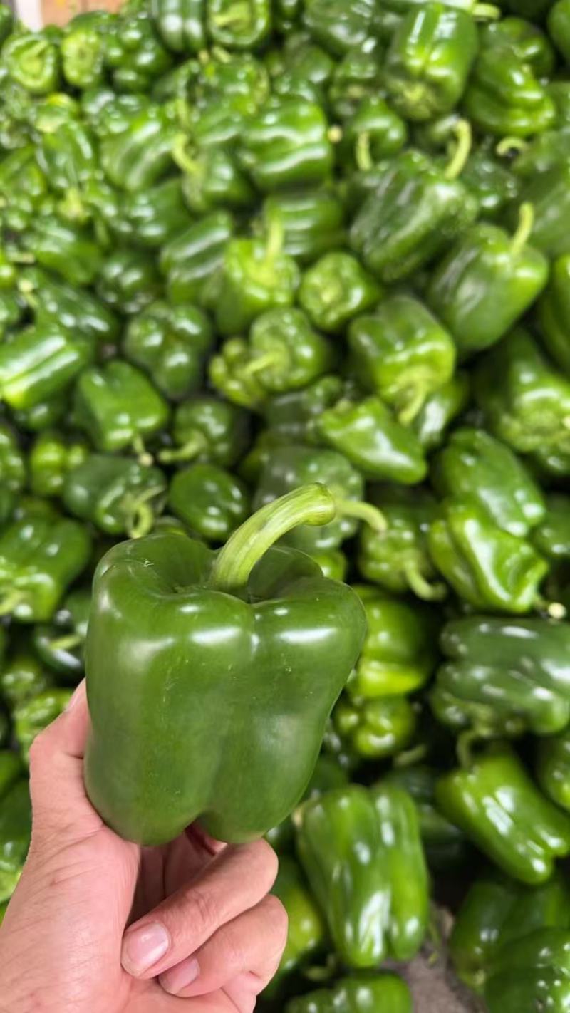 【圆椒】河南甜椒菜椒灯笼辣椒货源充足，优质方椒