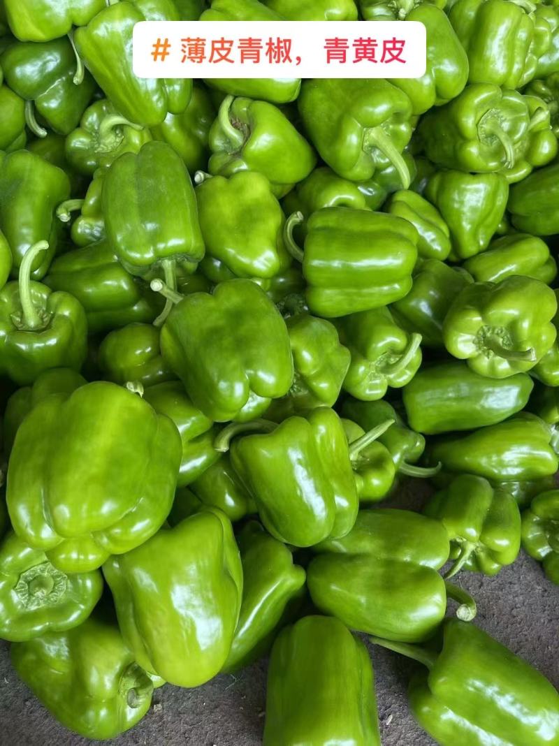 【圆椒】河南甜椒菜椒灯笼辣椒货源充足，优质方椒