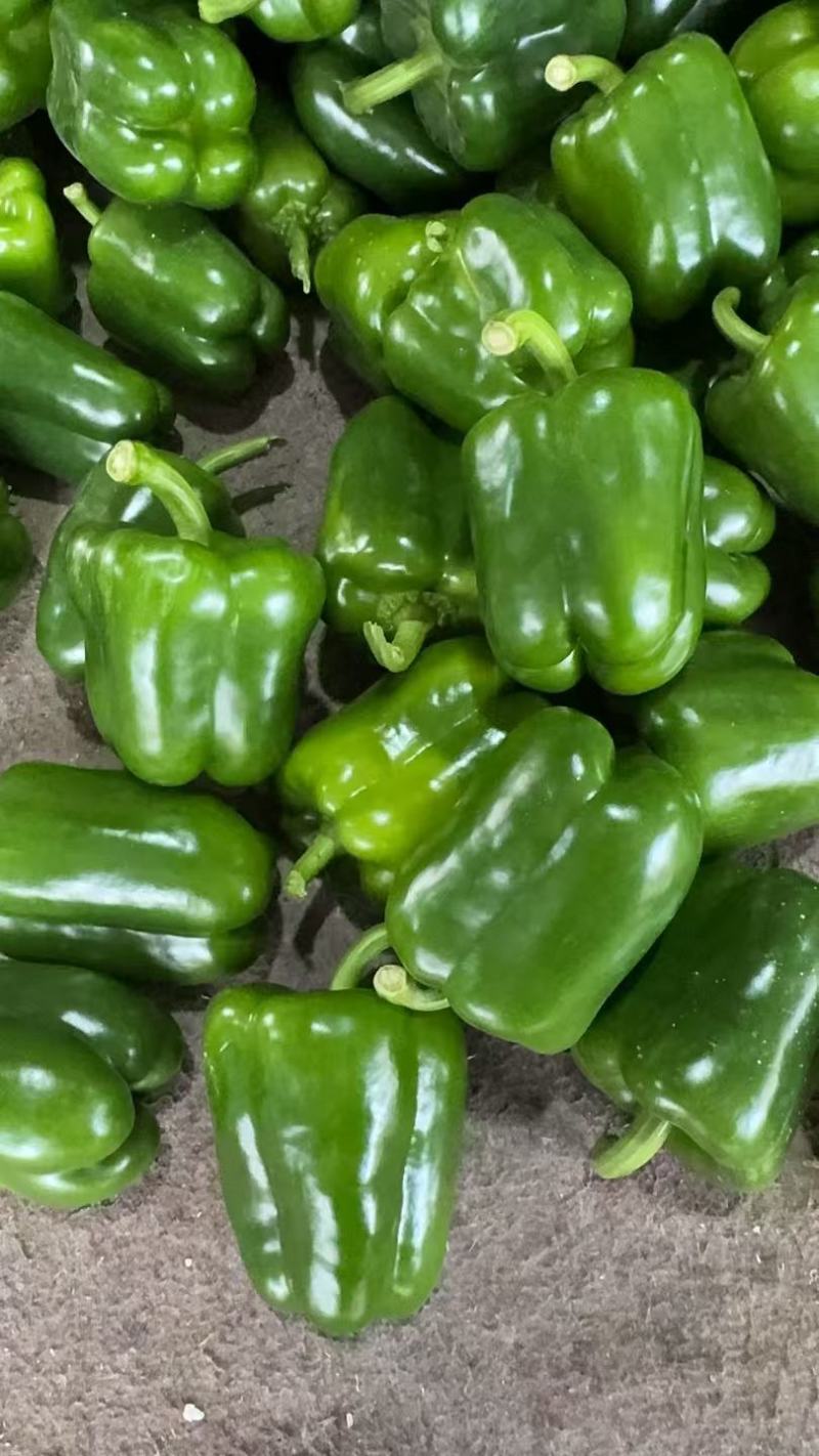 【圆椒】河南甜椒菜椒灯笼辣椒货源充足，优质方椒