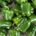【圆椒】河南甜椒菜椒灯笼辣椒货源充足,优质方椒