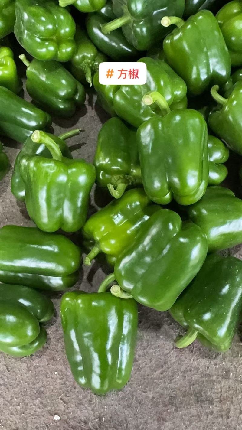 【圆椒】河南甜椒菜椒灯笼辣椒货源充足，优质方椒