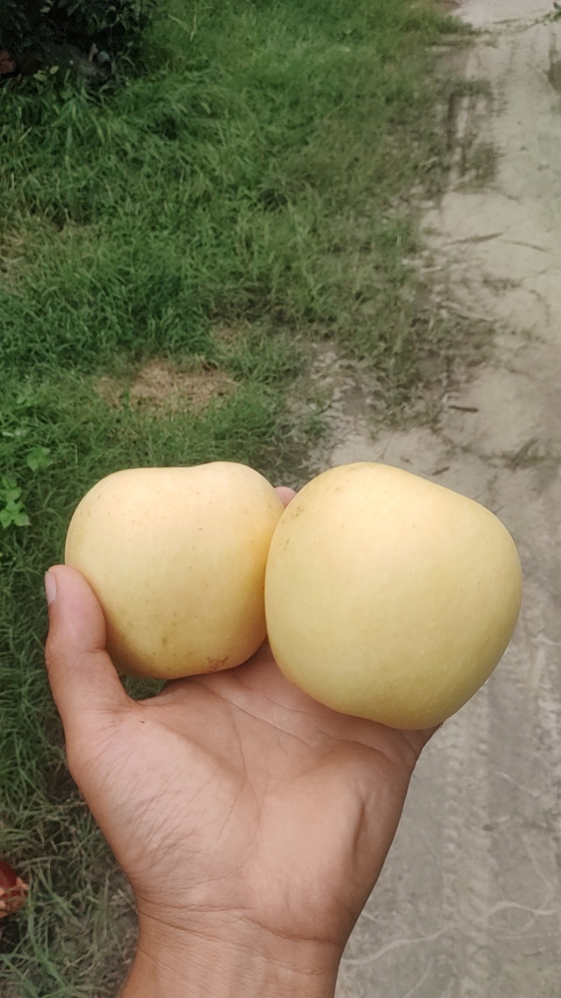 维纳斯黄金苹果