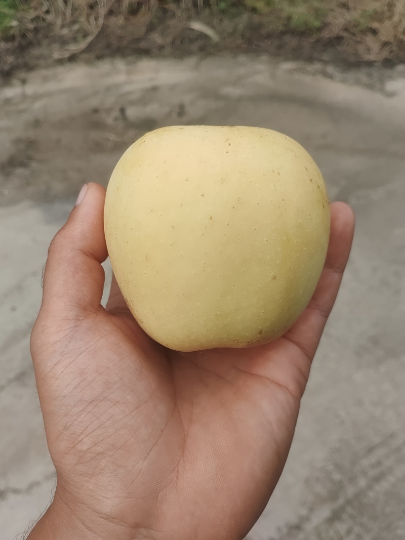 维纳斯黄金苹果