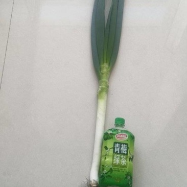 铁杆大葱