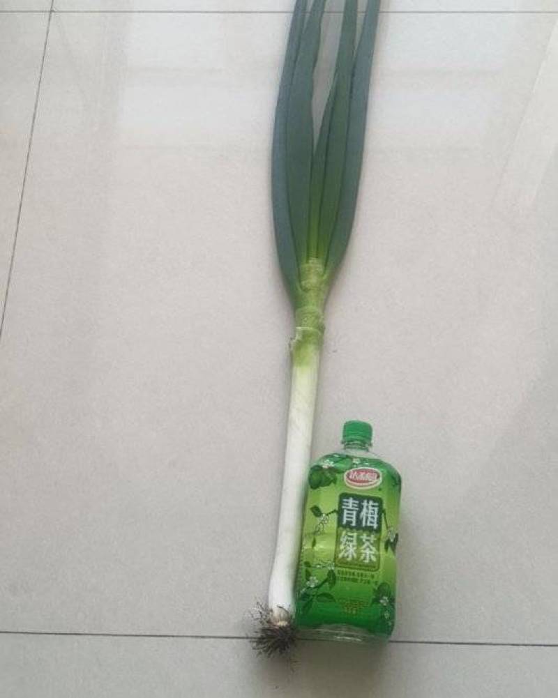 铁杆大葱