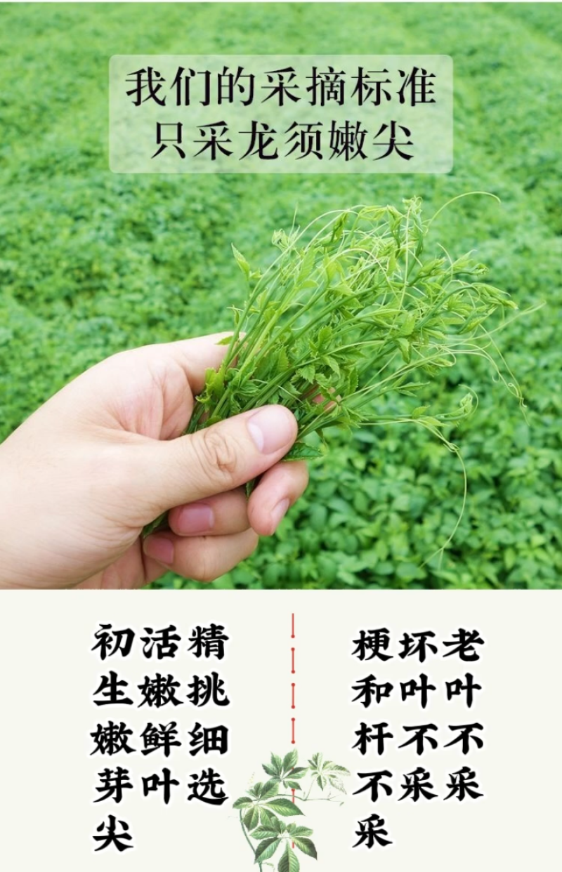 平利绞股蓝正品龙须茶七叶苦味五叶甘味新茶亲民价包邮