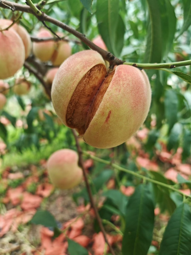 爆炸桃。网红爆炸桃。金秋红蜜