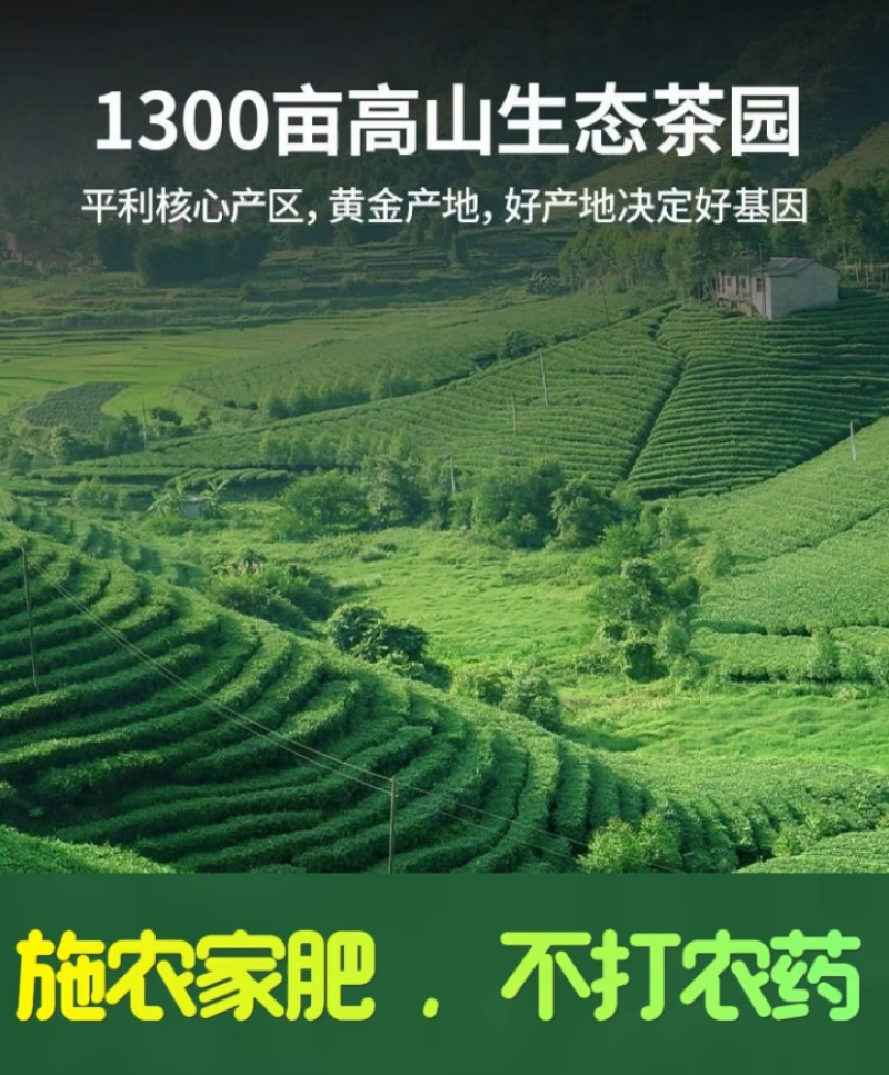 平利正宗绞股蓝龙须茶深山五叶七叶正品嫩芽养生