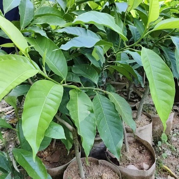 火枥楠枮木嫁接白玉兰苗摘花品种花量多花包大