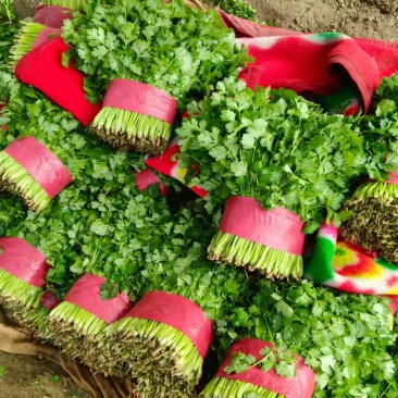 山东香菜，大叶香菜品质保证当地现货现挖现发，可对接商超