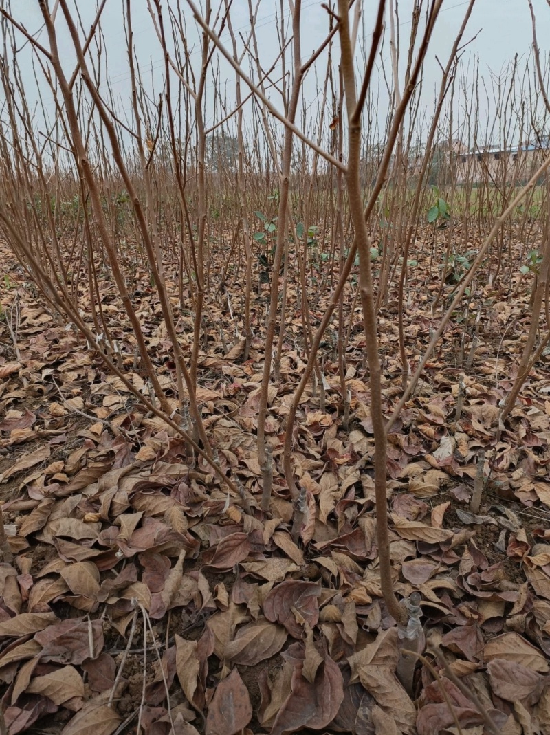 脆甜柿子苗南北方均可栽培基地现挖现发包邮