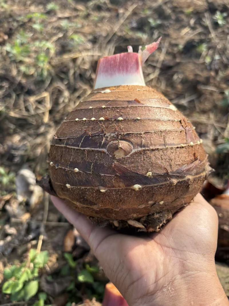 云南人头芋，产地直发，欢迎广大客户对接合作