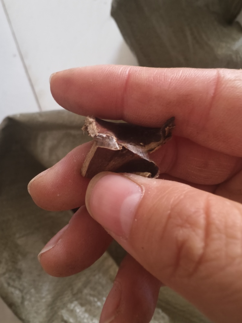 杜仲皮精品杜仲皮/自然晾干无硫磺熏保质保量欢迎