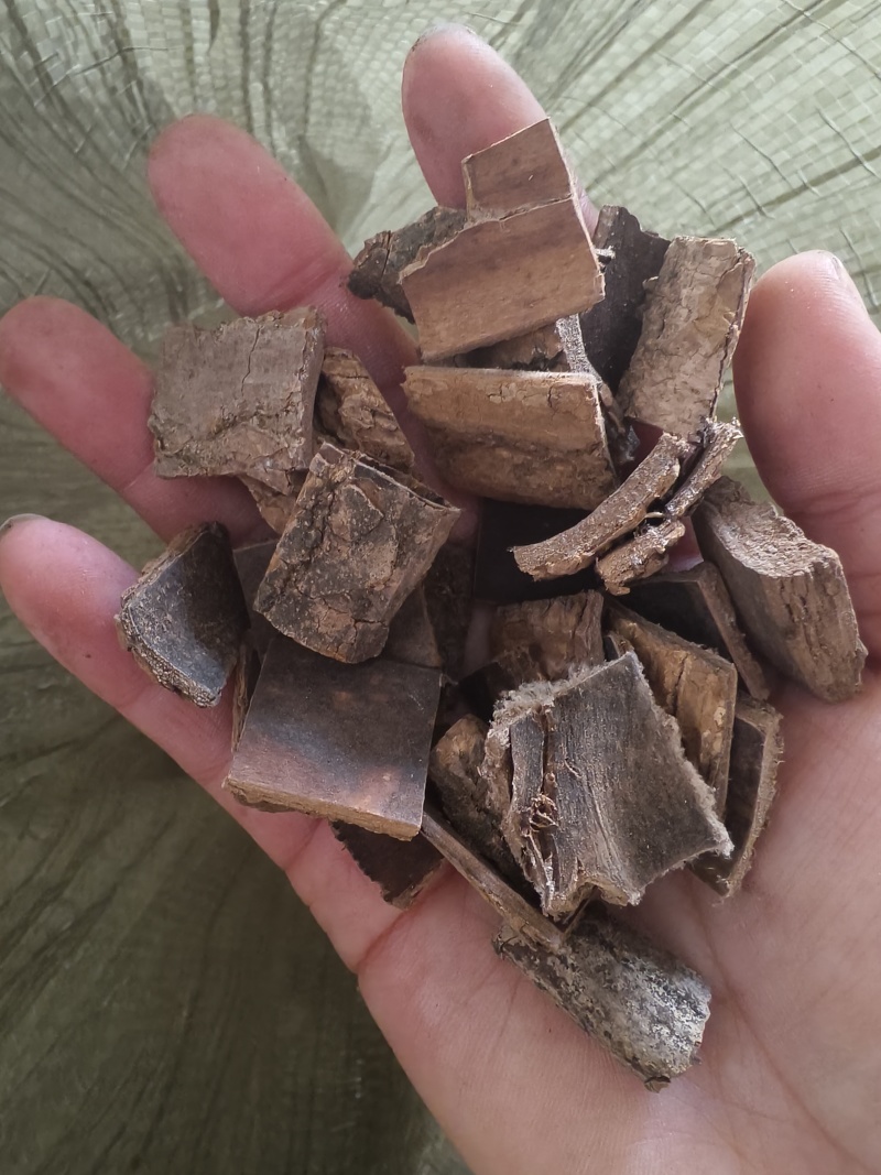 杜仲皮精品杜仲皮/自然晾干无硫磺熏保质保量欢迎