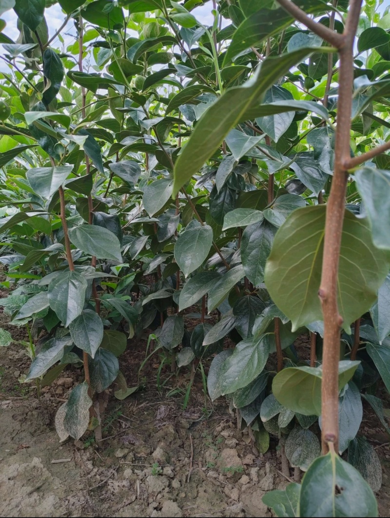 脆甜柿子苗南北方均可栽培基地现挖现发包邮