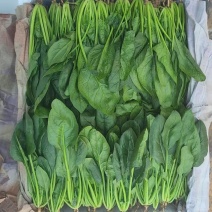 精品菠菜