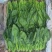 精品菠菜