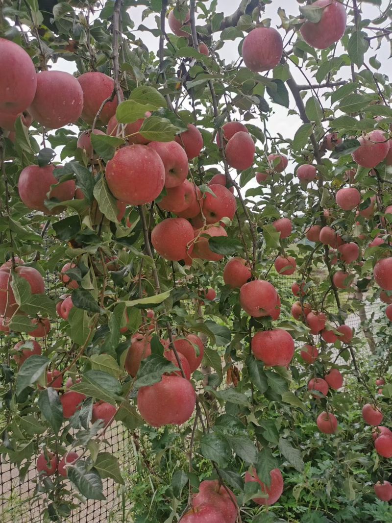 红富士糖心丑苹果